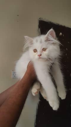 persian cat