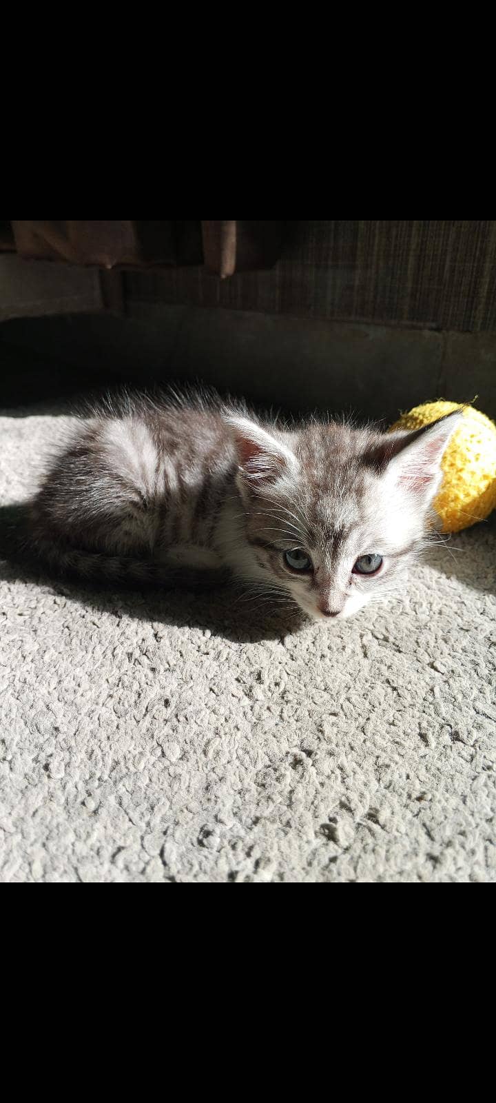 Persian cat single coat with unique color 1