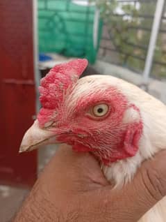 Aseel murga, 03335229638