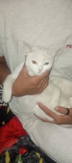 Cat For Sale
