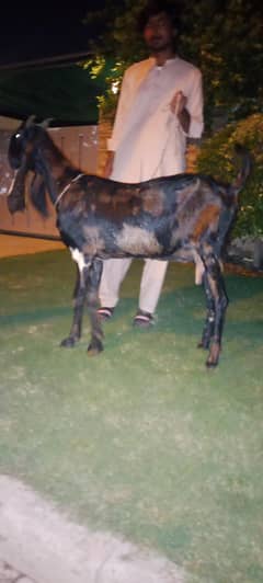 kamore bakri gaban hai dosh 4 dant hai