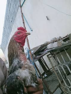 Aseel