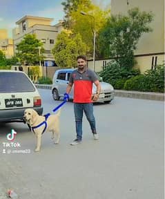 Labrador dog for sale