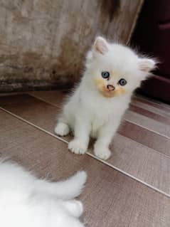 "Cute Persian Kittens Baby's for Sale in Lahore – Healthy & Playful"