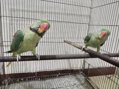 Raw parrot, ringneck parrot, love birds all breeder pairs