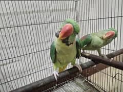 Raw parrot, ringneck parrot, love birds all breeder pairs