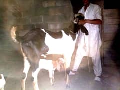 Healthy active male breeder bakra