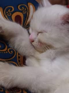 Persian