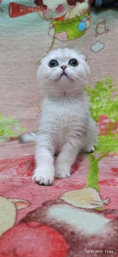 Scottish fold