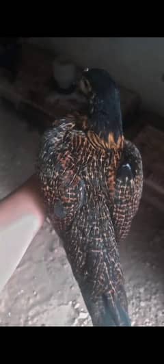 pure burmi murgi