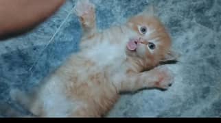 Persain kittens/ triple coated / fluffy / punch face kittens