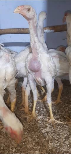 paper white king o shamo chicks
