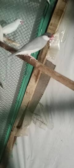 white and silver jawa For sale home breed or khumary ka pairs ha sath
