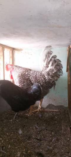 hens