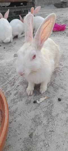 New Zealand White rabbits 2 Pair Price 6000/-