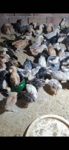 chicks