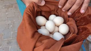 pure mushka and amrohe cross eggs