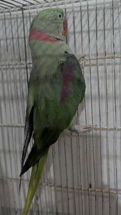 kashmiri parrot 