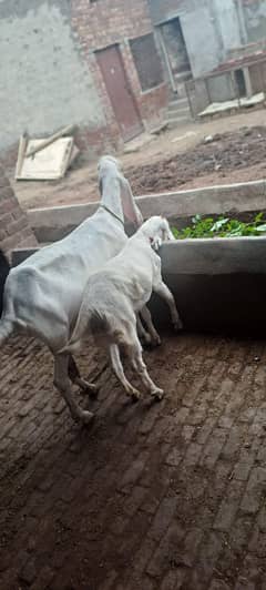puree gulabi bakri
