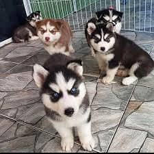husky puppies available