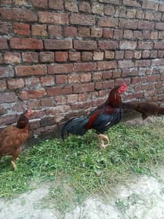 Animals