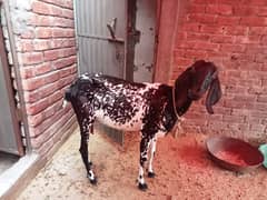 4 dant femail and one male 4 month age for sale 03008092460