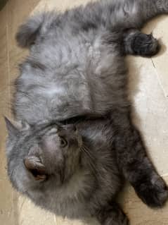 Fluffy Love Bug – Persian Cat Ready to Join Your Family