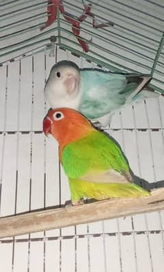 love bird