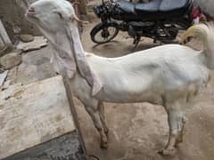 assalamualaikum ghulbi bakri 2.5 ki gabhan gar ki phali v ha