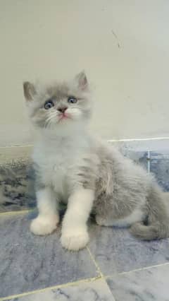 CAT PERSION MALE