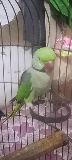 talking parrot 03162486533