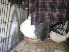 black tail  pear for sell