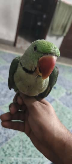 Raw perrot pair for sale