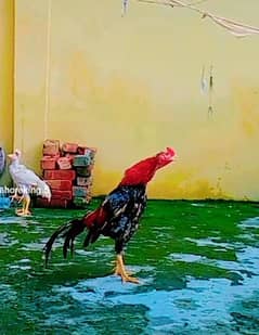 Mianwali murga for sale