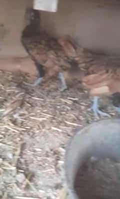 golden sebright chick age 2.5month above
