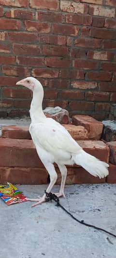 White Aseel patha