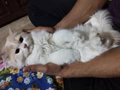 Pure Persian Cats | punch Face | White color | 11 monts