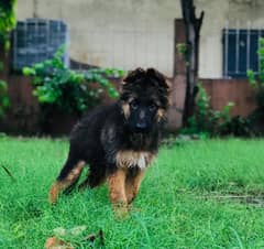 German shepherd puppies available