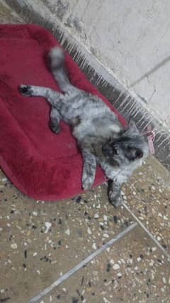 Persian cat female