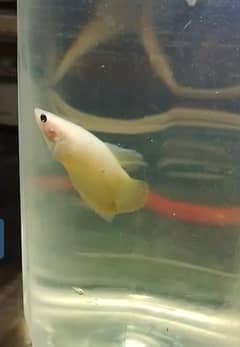 Betta