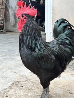 Australorp Hens & Roosters for Sale Egg laying pair
