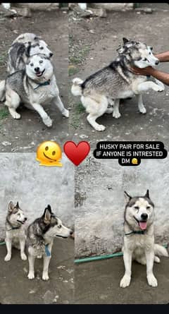 Blue Eyes Huskey Pair For Sale