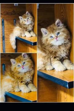 Persian kittens and adult cats