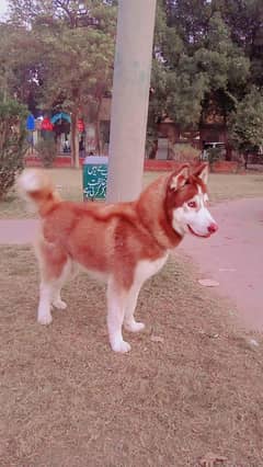 husky well behaved well mannered