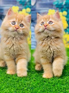 Persian kittens and adult cats