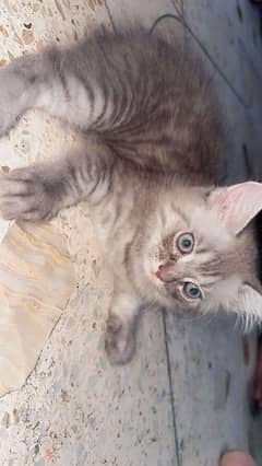 Healthy playful Persian kittens for sale
