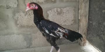 aseel