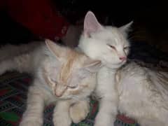 inki age 3months Hain yeh pair hai male and female 2 coaded hai yeh
