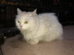 CUTEST FEMALE CAT FOR SALE