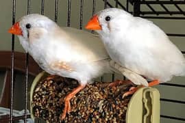 Finches
